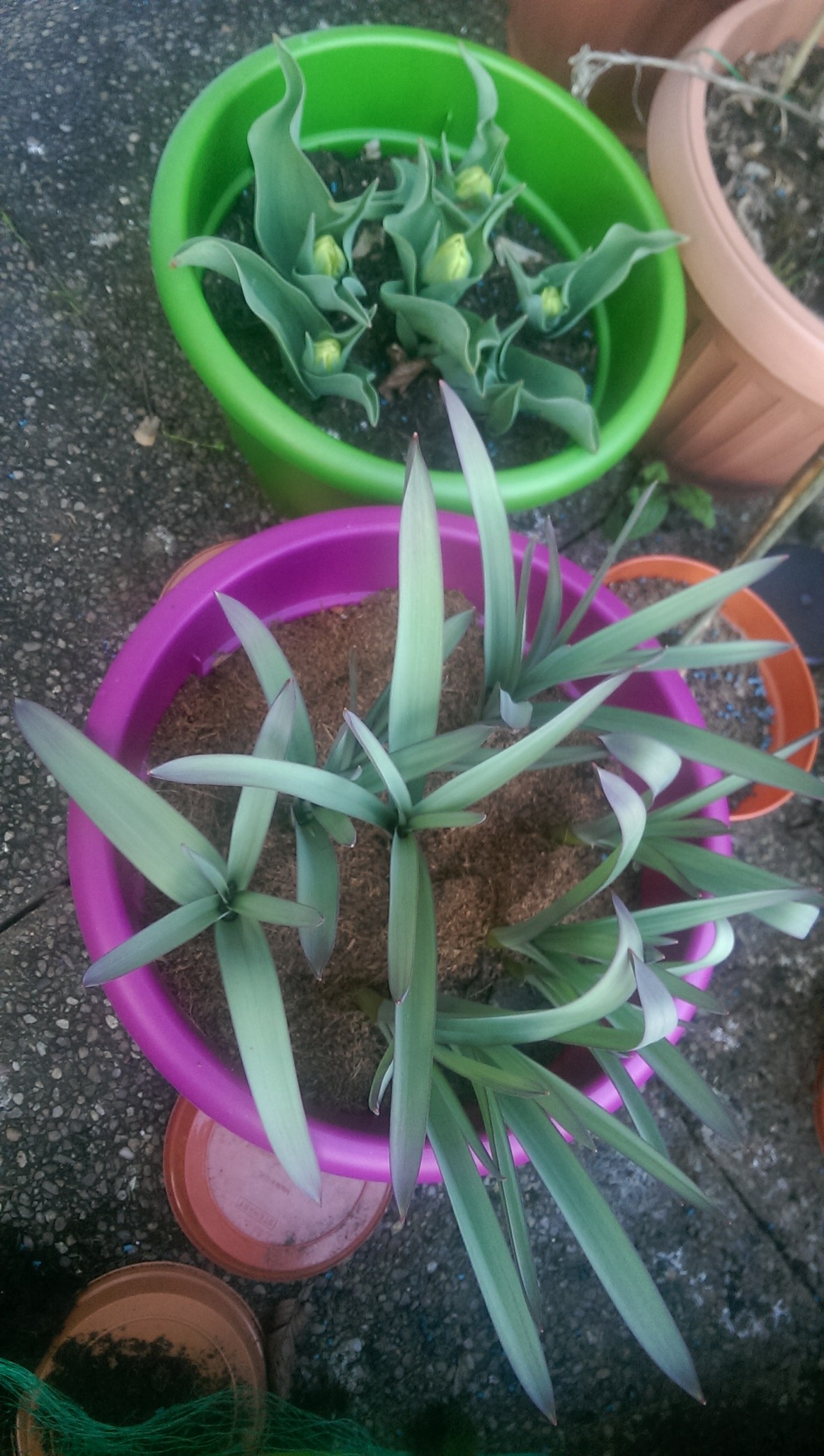 IMAG0484.jpg image